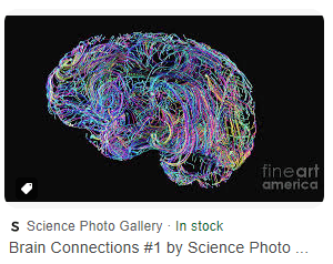 Brain Connections