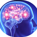320 sizedbrain